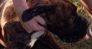 ROCCAROMANA – Ladri a casa di un finanziere, rubato anche il cane