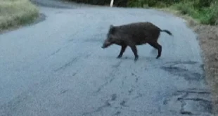 PIGNATARO MAGGIORE –  Fuori strada per evitare un cinghiale, coinvolto giovane dell’Agro Caleno