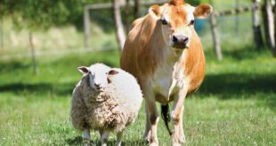 Pietravairano – Mucche e pecore clandestine e in pessime condizioni igieniche: scatta il sequestro