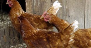 Pietramelara – Furti, i ladri hanno fame: portano via formaggi, salumi, polli e conigli