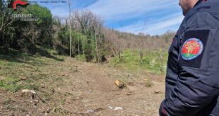 TEANO – Cancella 40mila metri quadrati di bosco: denunciato e multato per oltre 13mila euro