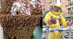 TEANO – Salvaguardia delle api e della biodiversità, Alessandro dona l’alveare salvato in autostrada