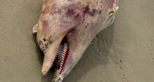 Mondragone – Ritrovata carcassa di delfino in stato di decomposizione