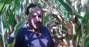 ALIFE – Agricoltore ucciso dai calabroni, ecco la dinamica della tragedia. Il disperato tentativo del figlio
