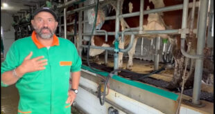 Gioia Sannitica – L’imprenditore Romano denuncia: costretti a buttare 2mila litri latte al giorno. Animali e aziende a rischio
