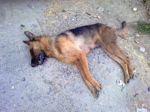 cane-ucciso-2