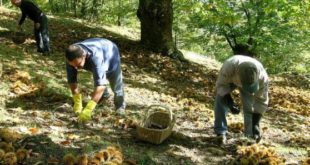 Roccamonfina / Marzano Appio – Castagne, prezzo troppo basso: coltivatori le lasciano a terra. A cosa serve un IGP?