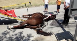 Caserta –  Negò acqua e riposo al cavallo fino alla morte, condannata al carcere